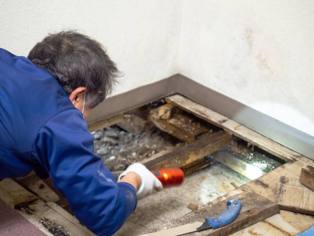Professional Mold Removal in Commerce, TX