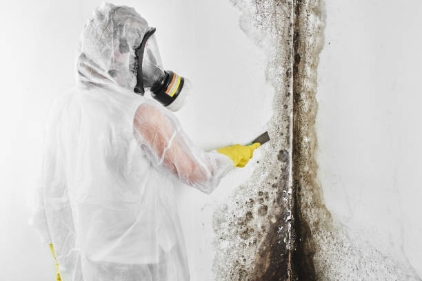 Best Mold Damage Repair  in Commerce, TX