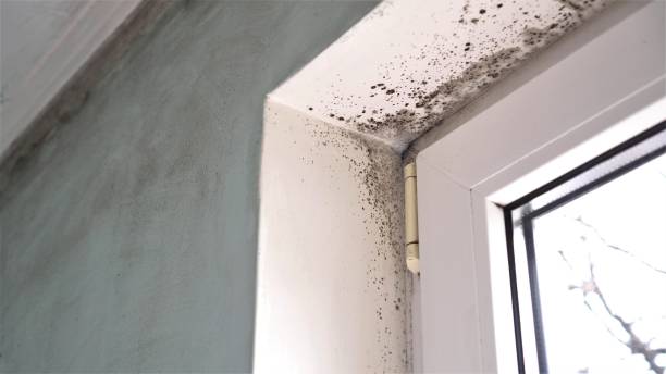 Best Residential Mold Removal  in Commerce, TX