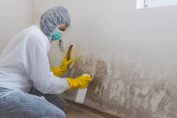 Best Crawl Space Mold Removal  in Commerce, TX