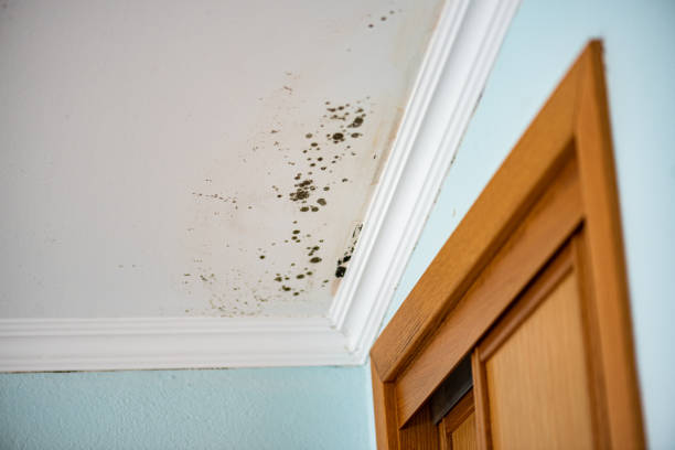 Mold Removal and Inspection in Commerce, TX