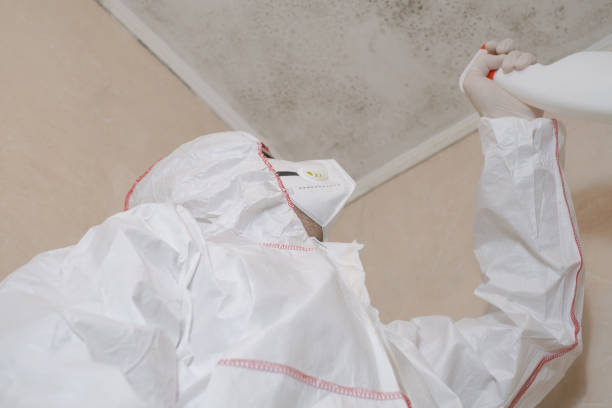 Best Toxic Mold Removal  in Commerce, TX