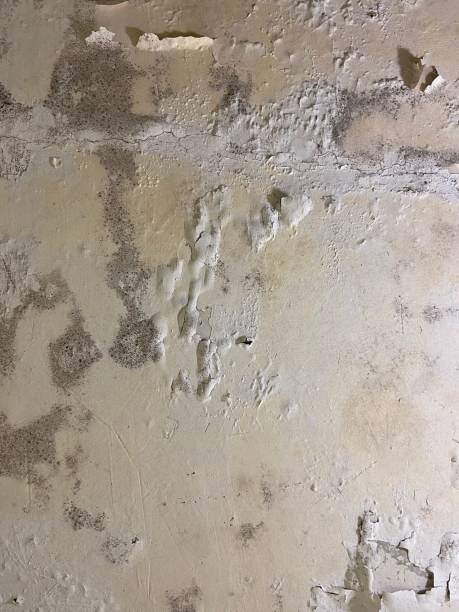Best Same-Day Mold Removal  in Commerce, TX