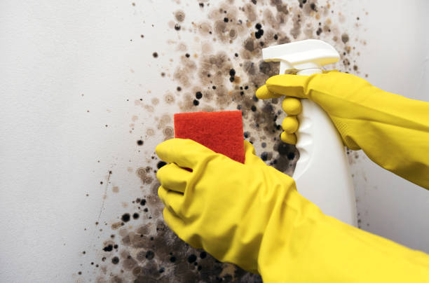 Crawl Space Mold Removal in Commerce, TX