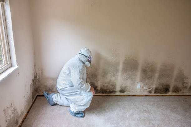 Best Fast Mold Removal  in Commerce, TX