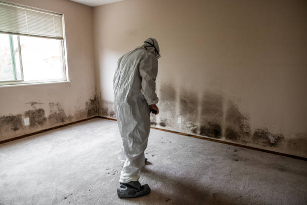 Best Mold Testing  in Commerce, TX