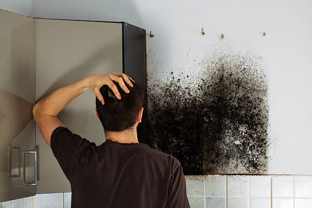 Best Black Mold Removal  in Commerce, TX