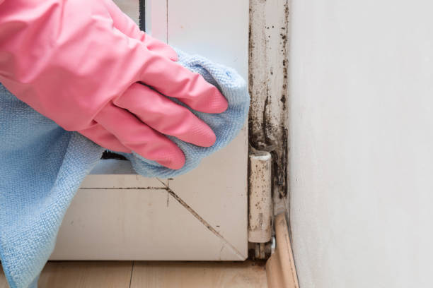 Best Mold Removal Company Near Me  in Commerce, TX